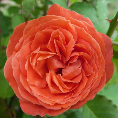 Rosa Emilien Guillot™ - arancione - rose nostalgiche